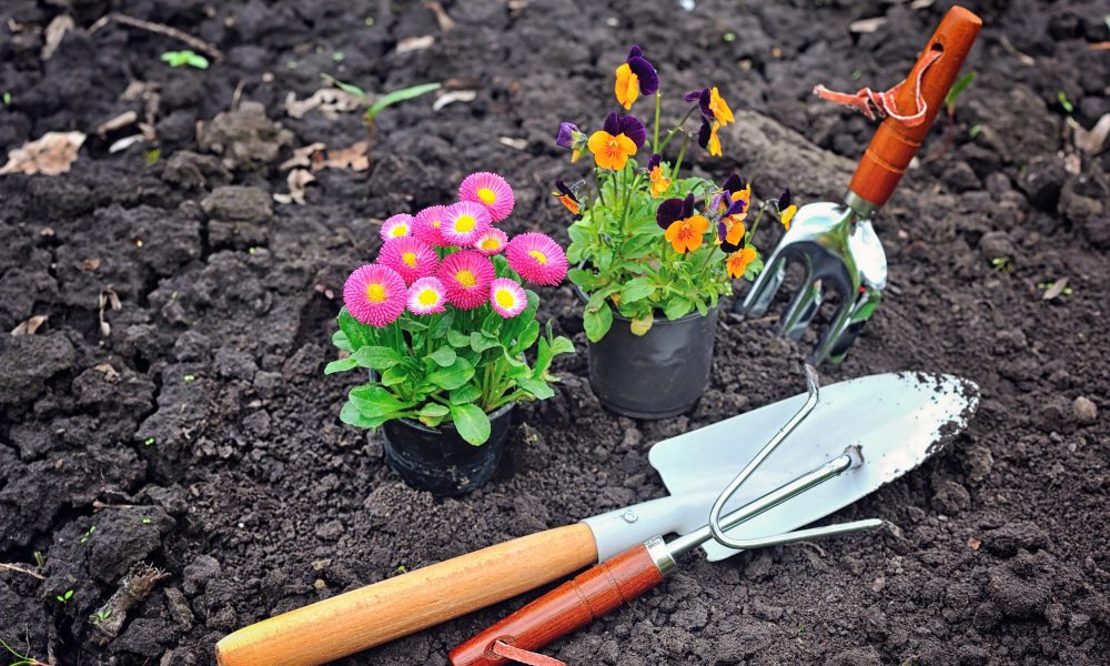 Gardening tools and spring flowers in the garden