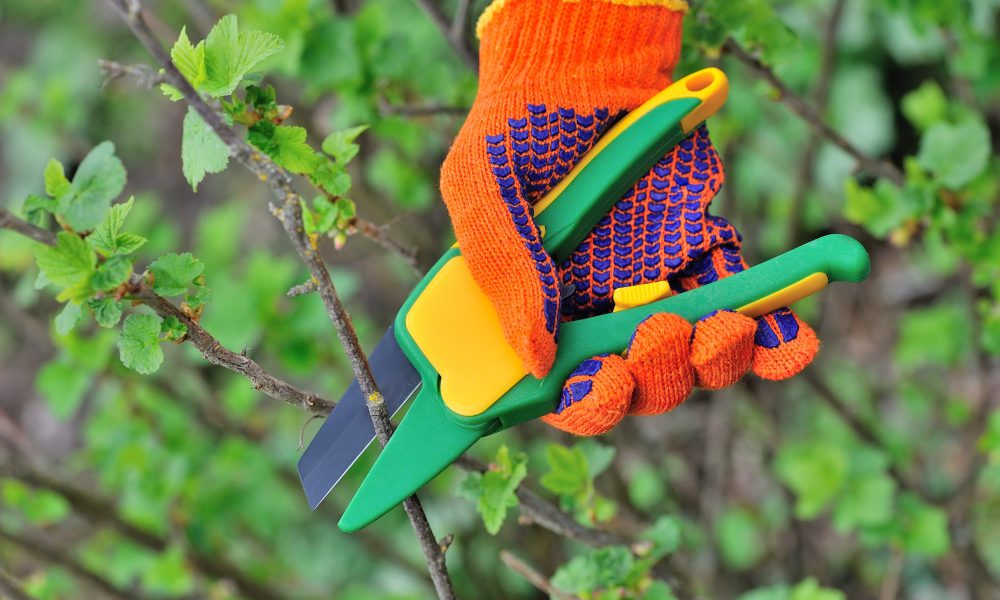 Hands in gloves of gardener doing maintenance work, cutting the